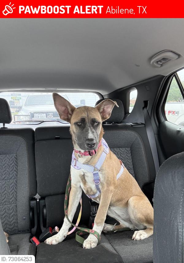 Lost Female Dog last seen Ambler Ave and N. 18, Abilene, TX 79603