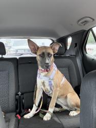 Lost Female Dog last seen Ambler Ave and N. 18, Abilene, TX 79603