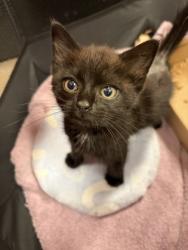 Shelter Stray Female Cat last seen Near Morris St, Stanley, NC, 1491 Business Park Ct, Gastonia, NC 28052, USA