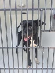 Shelter Stray Female Dog last seen Near bolton rd nw, Atlanta, GA, 1251 Fulton Industrial Blvd NW, Atlanta, GA 30336, USA