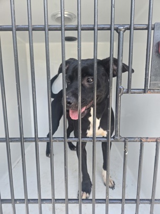 Shelter Stray Female Dog last seen Near bolton rd nw, Atlanta, GA, 1251 Fulton Industrial Blvd NW, Atlanta, GA 30336, USA
