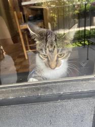 Found/Stray Female Cat last seen North Park and Eugenie, Chicago, IL 60614