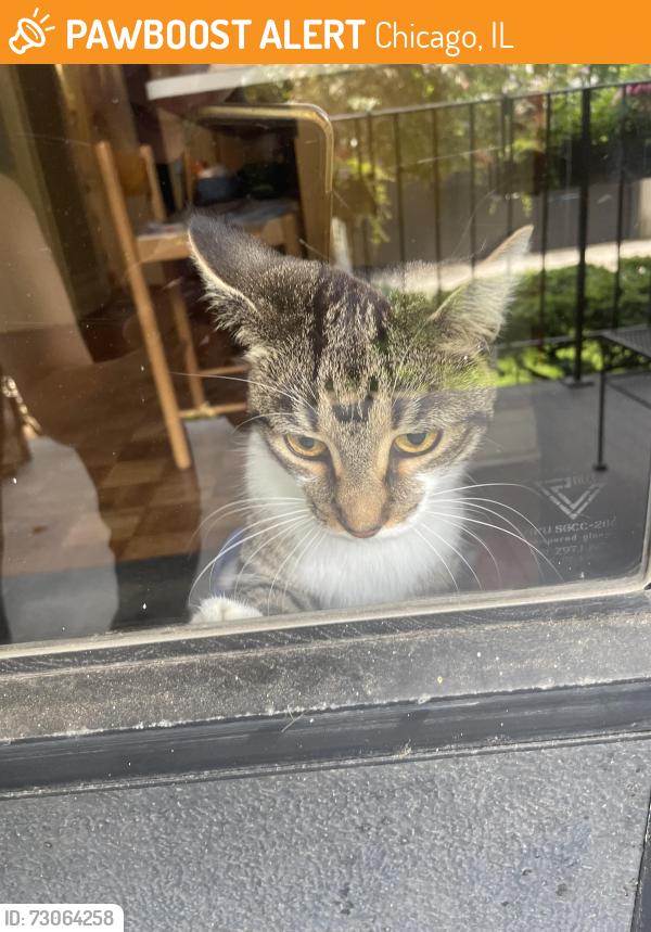 Found/Stray Female Cat last seen North Park and Eugenie, Chicago, IL 60614