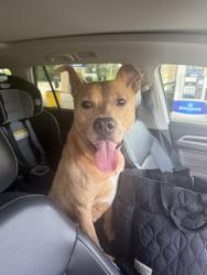 Found/Stray Female Dog last seen Exit 41 on us 1, Southern Pines, NC 28387