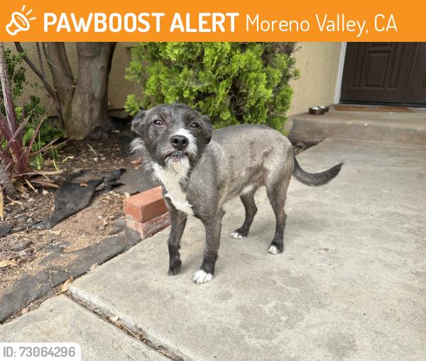 Found/Stray Male Dog last seen Sunnymead Ranch, Moreno Valley, CA 92557