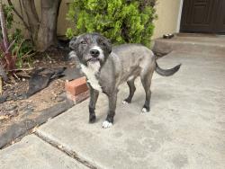 Found/Stray Male Dog last seen Sunnymead Ranch, Moreno Valley, CA 92557