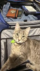 Lost Male Cat last seen Near Arkansas, Brownsville, TX 78521