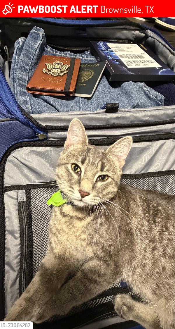 Lost Male Cat last seen Near Arkansas, Brownsville, TX 78521