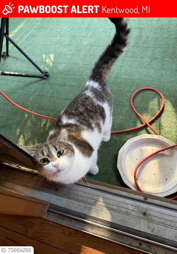 Lost Male Cat last seen Home, Kentwood, MI 49508