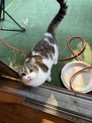 Lost Male Cat last seen Home, Kentwood, MI 49508