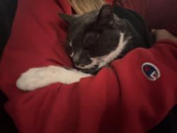 Found/Stray Female Cat last seen Ercolini park, Seattle, WA 98116