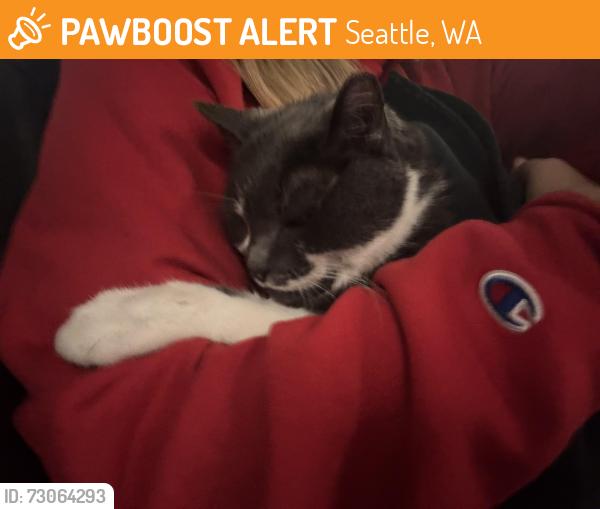 Found/Stray Female Cat last seen Ercolini park, Seattle, WA 98116