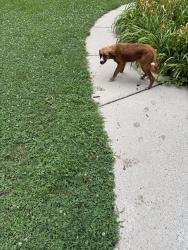 Found/Stray Male Dog last seen Intersection of Larkhaven and Bradfield Farms, Charlotte, NC 28215
