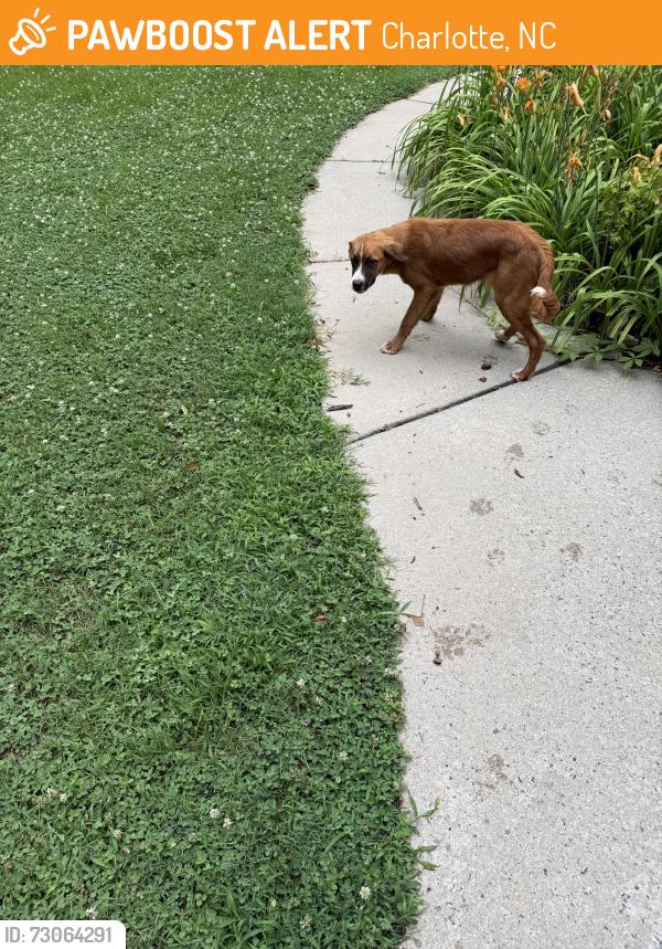 Found/Stray Male Dog last seen Intersection of Larkhaven and Bradfield Farms, Charlotte, NC 28215