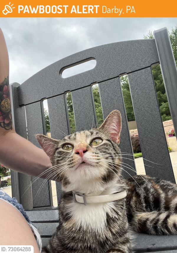 Found/Stray Unknown Cat last seen Little Flower Manor, Darby, PA 19023