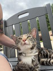 Found/Stray Unknown Cat last seen Little Flower Manor, Darby, PA 19023
