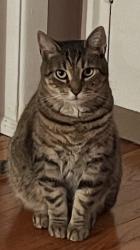 Lost Female Cat last seen 169th St & Utopia Pkwy, Queens, NY 11357