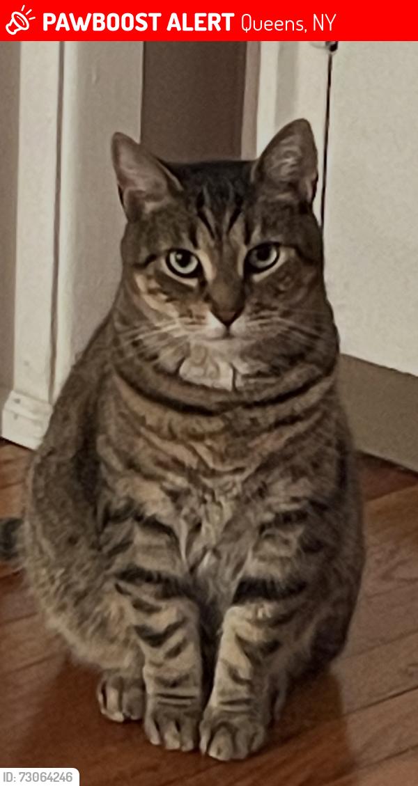Lost Female Cat last seen 169th St & Utopia Pkwy, Queens, NY 11357