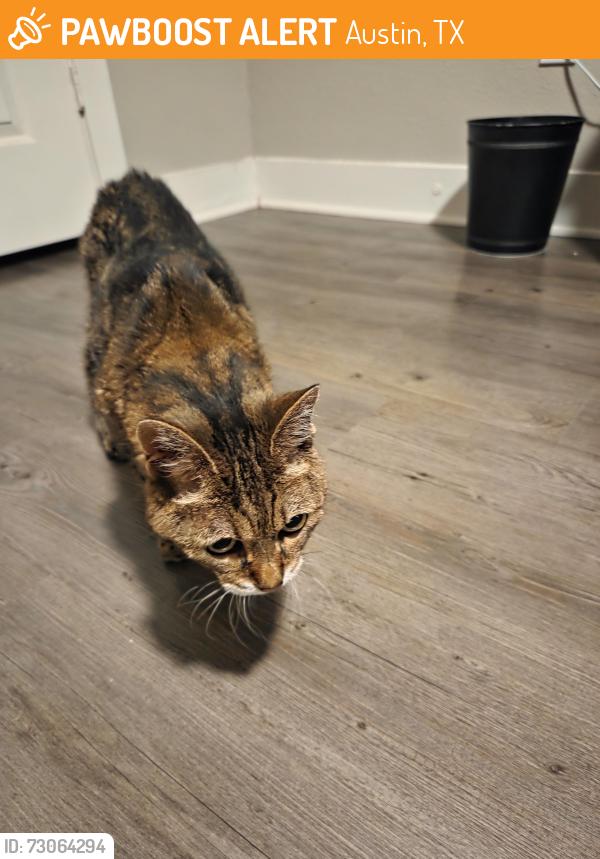 Found/Stray Unknown Cat last seen Waller Street and 9th street, Austin, TX 78702