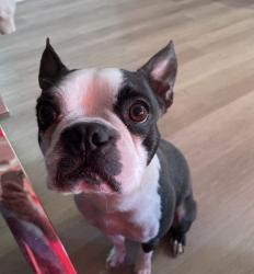 Lost Male Dog last seen Sahara and Torrey pines, Las Vegas, NV 89146