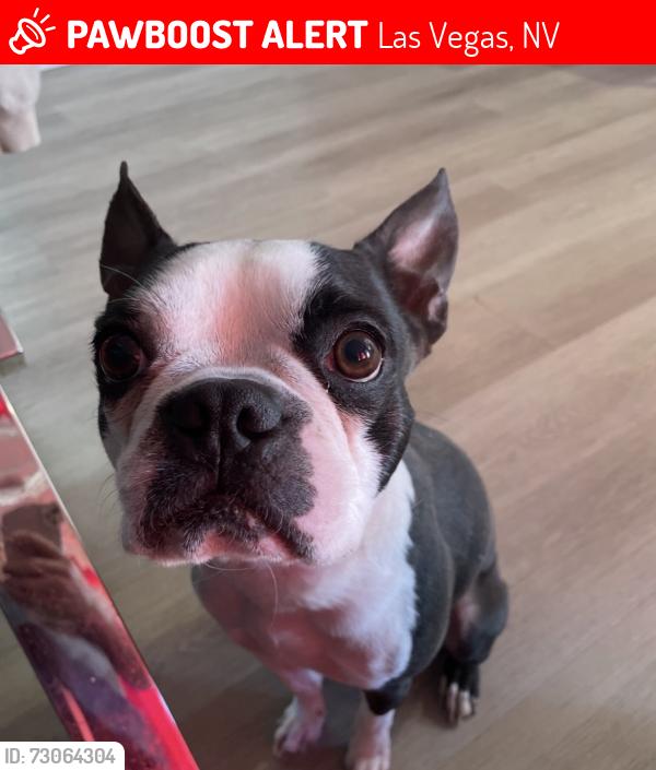 Lost Male Dog last seen Sahara and Torrey pines, Las Vegas, NV 89146