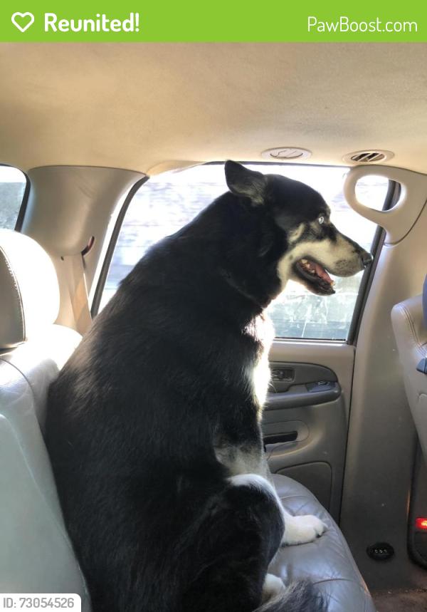 Reunited Male Dog last seen Near boggini park , San Jose, CA 95148
