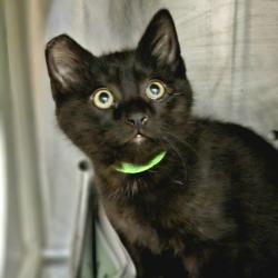 Shelter Stray Male Cat last seen E 14th Street, SAN LEANDRO, CA, 94577, 8323 Baldwin St, Oakland, CA 94621, USA