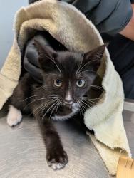 Shelter Stray Male Cat last seen Denvy Street, San Diego, CA, 92102, 5500 Gaines St, San Diego, CA 92110, USA