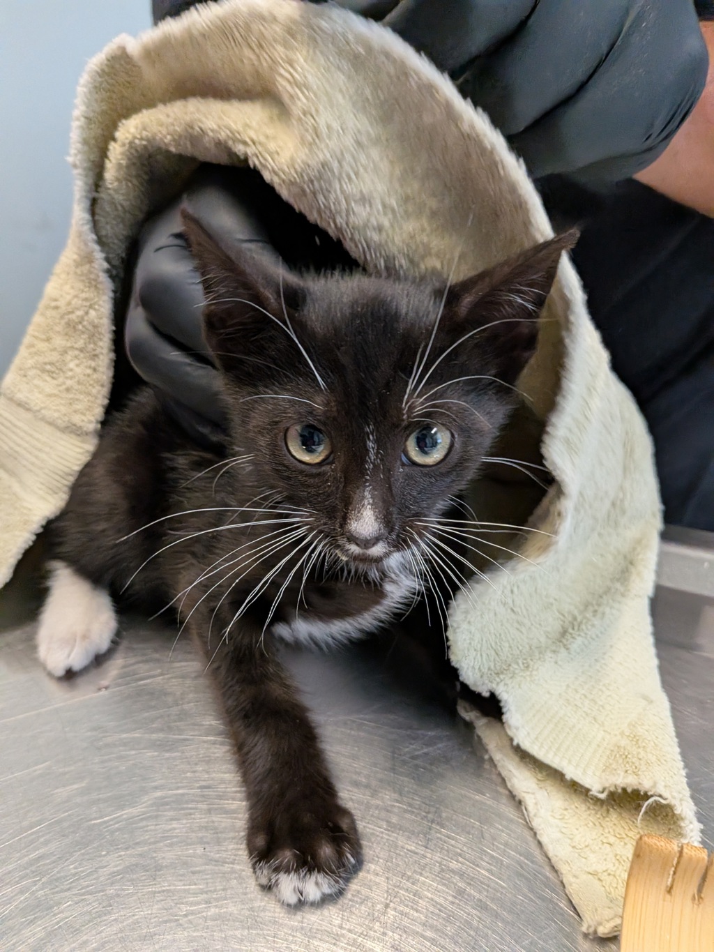 Shelter Stray Male Cat last seen Denvy Street, San Diego, CA, 92102, 5500 Gaines St, San Diego, CA 92110, USA