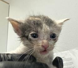 Shelter Stray Female Cat last seen old town, San Diego, CA, 92110, 5500 Gaines St, San Diego, CA 92110, USA