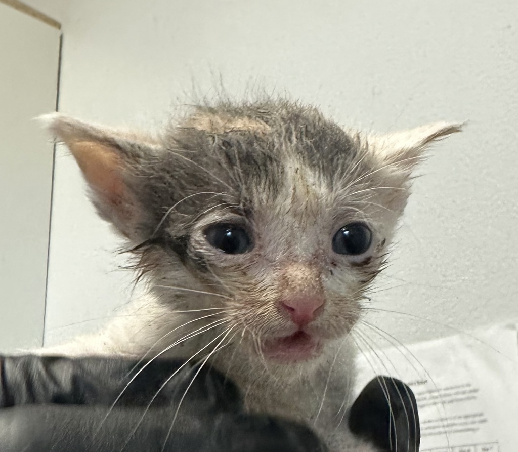 Shelter Stray Female Cat last seen old town, San Diego, CA, 92110, 5500 Gaines St, San Diego, CA 92110, USA