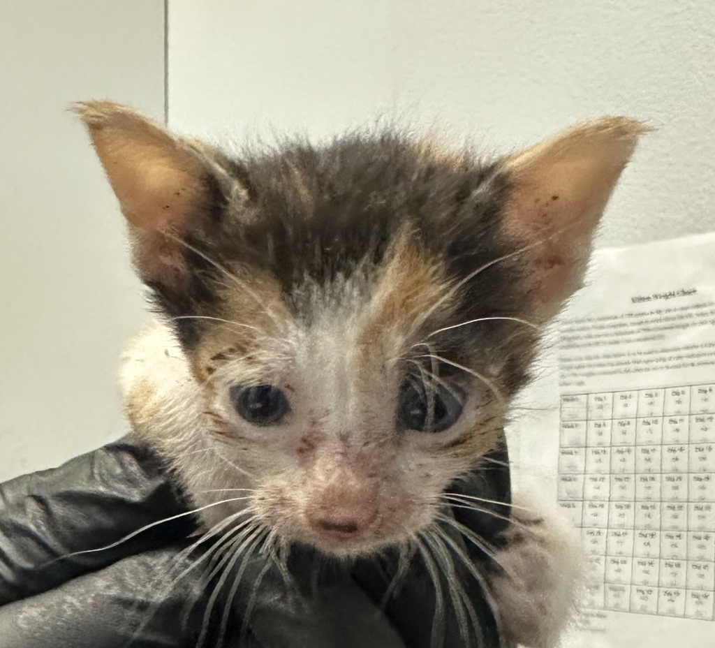 Shelter Stray Female Cat last seen old town, San Diego, CA, 92110, 5500 Gaines St, San Diego, CA 92110, USA