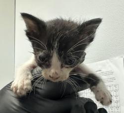 Shelter Stray Female Cat last seen old town, San Diego, CA, 92110, 5500 Gaines St, San Diego, CA 92110, USA