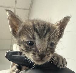 Shelter Stray Female Cat last seen old town, San Diego, CA, 92110, 5500 Gaines St, San Diego, CA 92110, USA