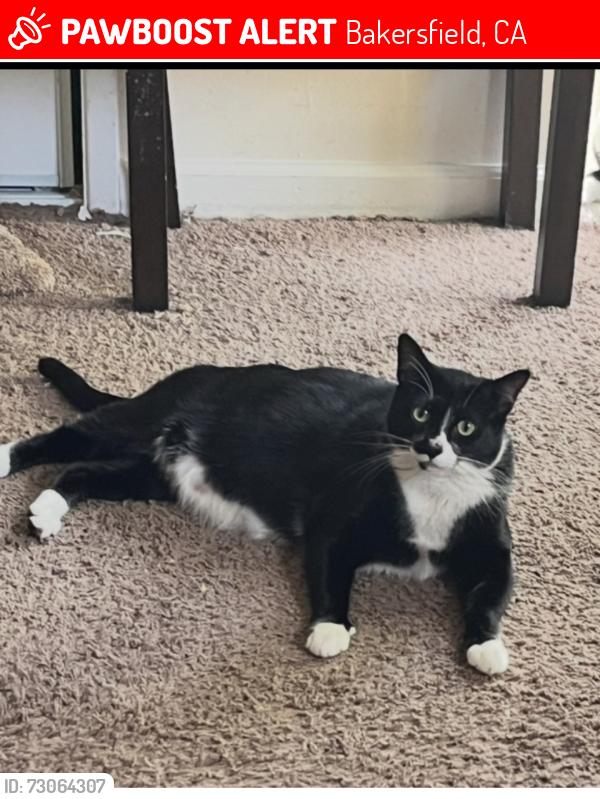Lost Male Cat last seen Pinecastle and Stine 2 blocks north of Panama, Bakersfield, CA 93313