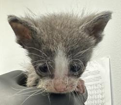 Shelter Stray Male Cat last seen old town, San Diego, CA, 92110, 5500 Gaines St, San Diego, CA 92110, USA