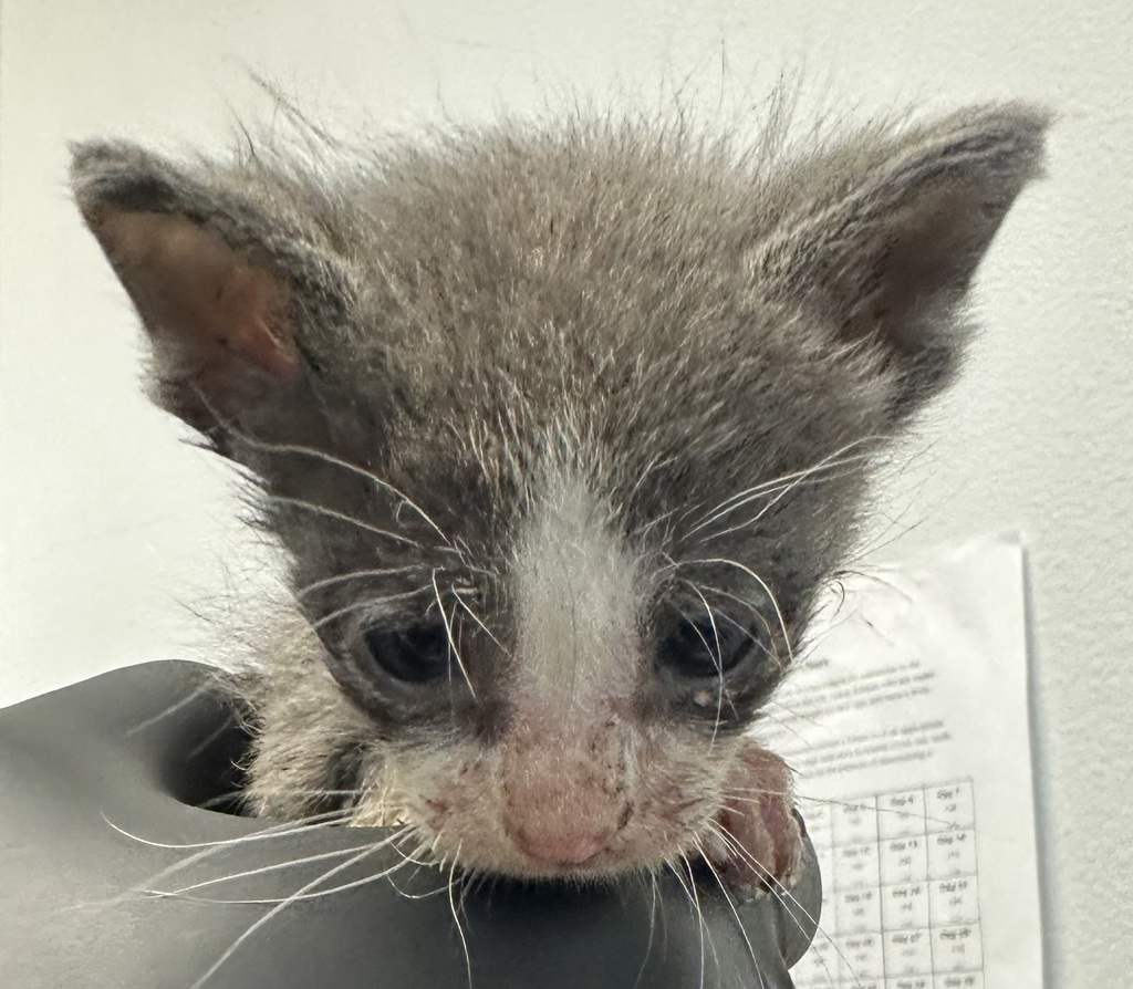 Shelter Stray Male Cat last seen old town, San Diego, CA, 92110, 5500 Gaines St, San Diego, CA 92110, USA