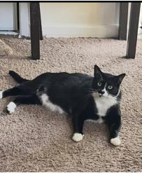 Lost Male Cat last seen Pinecastle and Stine 2 blocks north of Panama, Bakersfield, CA 93313