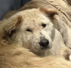 Shelter Stray Unknown Dog last seen Piedra Street, San Diego, CA, 92154, 5500 Gaines St, San Diego, CA 92110, USA