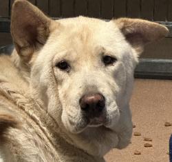 Shelter Stray Female Dog last seen Piedra Street, San Diego, CA, 92154, 5500 Gaines St, San Diego, CA 92110, USA