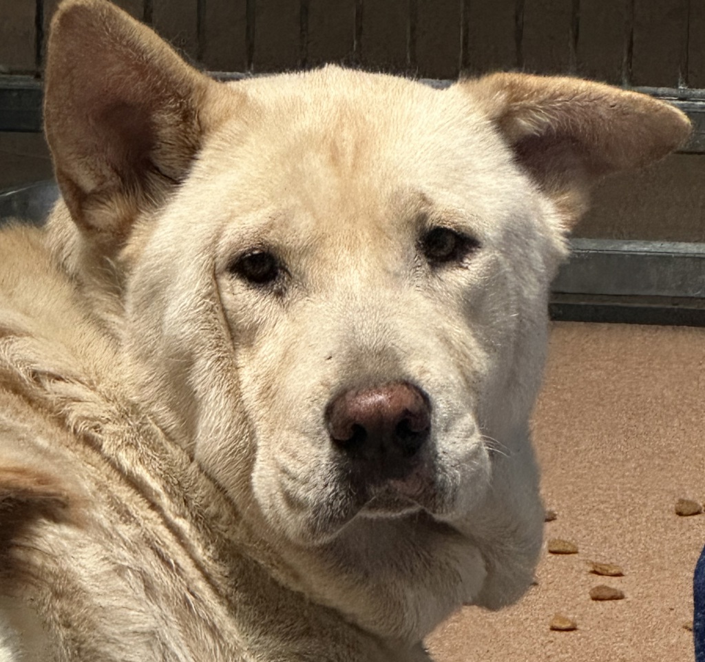 Shelter Stray Female Dog last seen Piedra Street, San Diego, CA, 92154, 5500 Gaines St, San Diego, CA 92110, USA