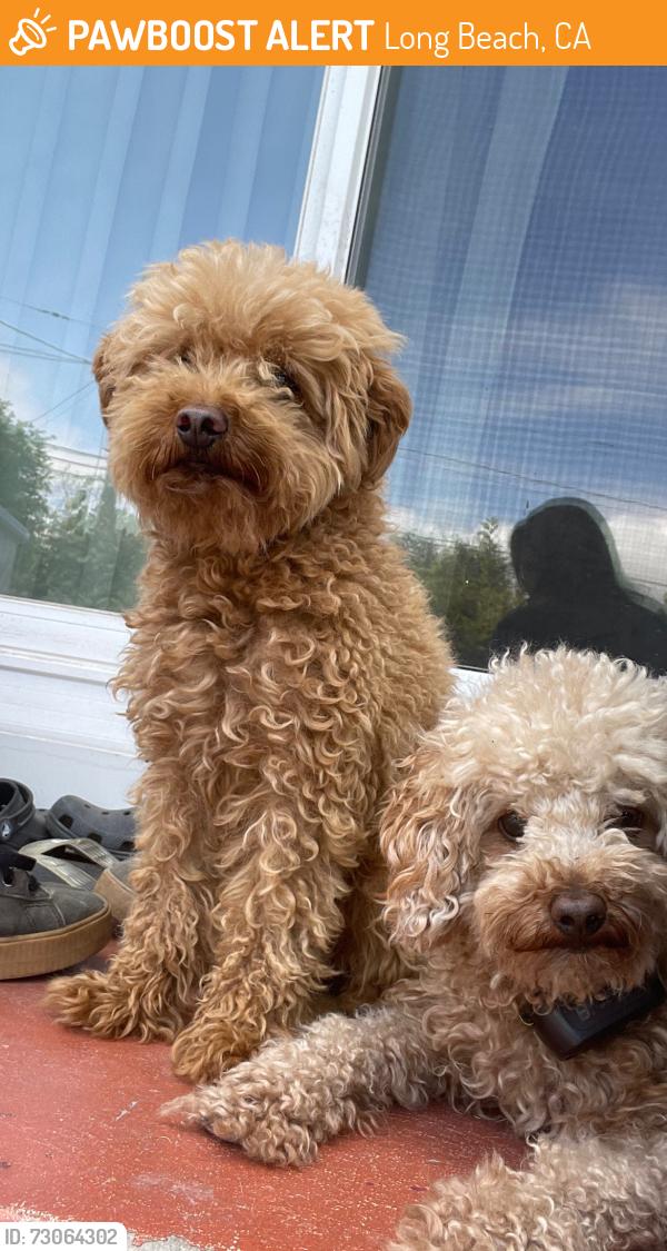 Found/Stray Unknown Dog last seen Daisy Avenue and Wardlow Road, Long Beach, Long Beach, CA 90806