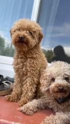 Found/Stray Unknown Dog last seen Daisy Avenue and Wardlow Road, Long Beach, Long Beach, CA 90806