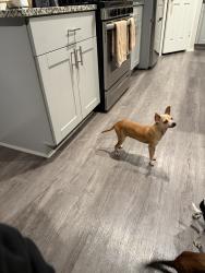 Lost Female Dog last seen Chmapions green, Houston, TX 77066