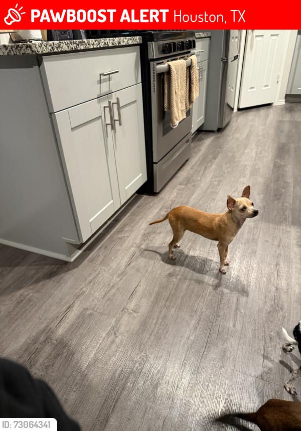 Lost Female Dog last seen Chmapions green, Houston, TX 77066