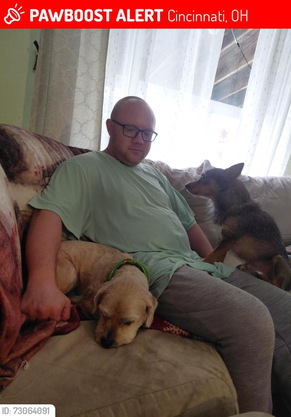 Lost Male Dog last seen Laverne dr and loralinda, Cincinnati, OH 45251