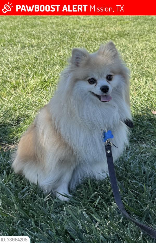 Lost Male Dog last seen mile 6 and shary road, Mission, TX 78573