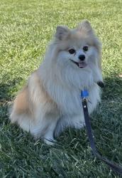 Lost Male Dog last seen mile 6 and shary road, Mission, TX 78573