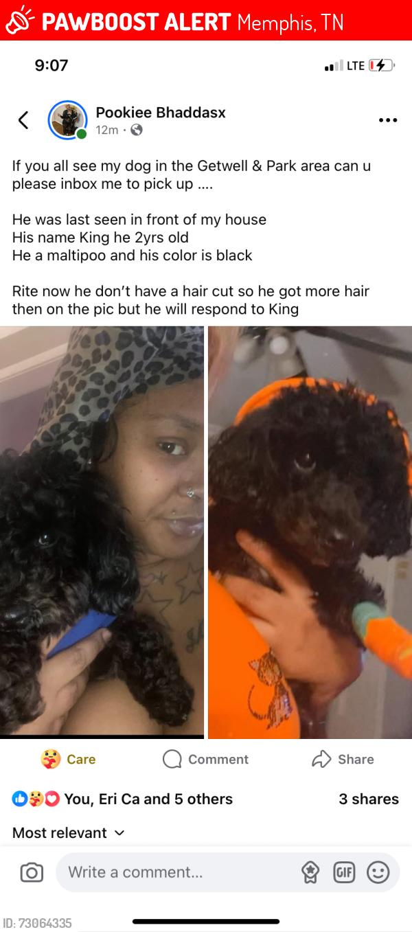 Lost Male Dog last seen Goodman, Memphis, TN 38111