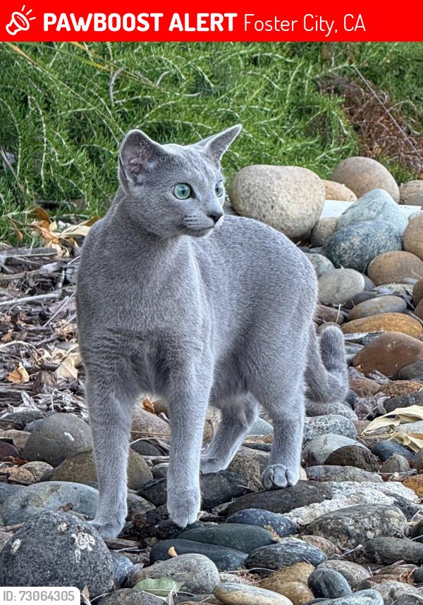 Lost Female Cat last seen Balboa St & Catamaran St, Foster City, Foster City, CA 94404